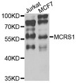 MCRS1 / MSP58 Antibody - Western blot analysis of extracts of various cells.