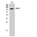 MDM1 Antibody - Western blot of MDM1 antibody