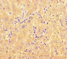 ME1 / Malate Dehydrogenase Antibody - Immunohistochemistry of paraffin-embedded human liver tissue at dilution of 1:100