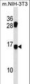 MECOM / EVI1 Antibody - MDS1 Antibody western blot of mouse NIH-3T3 cell line lysates (35 ug/lane). The MDS1 antibody detected the MDS1 protein (arrow).