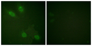 MED1 / TRAP220 Antibody - Immunofluorescence analysis of HeLa cells, using PPAR-BP Antibody. The picture on the right is blocked with the synthesized peptide.