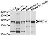 MED14 Antibody - Western blot analysis of extracts of various cell lines, using MED14 antibody at 1:1000 dilution. The secondary antibody used was an HRP Goat Anti-Rabbit IgG (H+L) at 1:10000 dilution. Lysates were loaded 25ug per lane and 3% nonfat dry milk in TBST was used for blocking. An ECL Kit was used for detection and the exposure time was 5s.