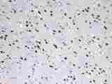 MED18 Antibody - Immunohistochemistry - Anti-MED18 Picoband Antibody