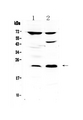 MED20 Antibody - Western blot - Anti-TRFP / MED20 Picoband Antibody