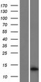 MEF2BNB Protein - Western validation with an anti-DDK antibody * L: Control HEK293 lysate R: Over-expression lysate