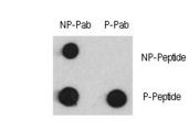 MEF2C Antibody - Dot blot of anti-Phospho-MEF2C-pS387 Antibody and anti-MEF2C Non Phospho-specific antibody on nitrocellulose membrane. 50ng of Phospho-peptide or Non Phospho-peptide per dot were adsorbed. Antibody working concentrations are 0.5ug per ml.