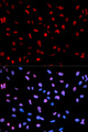 MEF2C Antibody - Immunofluorescence analysis of U2OS cells.