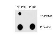MEF2C Antibody - Dot blot of Phospho-MEF2C-T300 Antibody and MEF2C Non Phospho-specific antibody on nitrocellulose membrane. 50ng of Phospho-peptide or Non Phospho-peptide per dot were adsorbed. Antibody working concentrations are 0.5ug per ml.