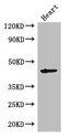 Meiosis-specific protein MEI4-like Antibody - Positive WB detected in:Mouse heart tissue;All lanes: MEI4 antibody at 2.7ug/ml;Secondary;Goat polyclonal to rabbit IgG at 1/50000 dilution;Predicted band size: 45 kDa;Observed band size: 45 kDa;
