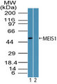 MEIS1 Antibody - Western blot of MEIS1 in mouse embryo brain lysate in the 1) absence and 2) presence of immunizing peptide using Polyclonal Antibody to MEIS1 at3 ug/ml. Goat anti-rabbit Ig HRP secondary antibody, and PicoTect ECL substrate solution, were used for this test.