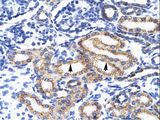 MEIS2 Antibody - MEIS2 antibody ARP34684_T100-NP_733775-MEIS2 (Meis homeobox 2) Antibody was used in IHC to stain formalin-fixed, paraffin-embedded human kidney.  This image was taken for the unconjugated form of this product. Other forms have not been tested.