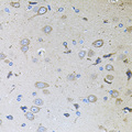 MEMO1 Antibody - Immunohistochemistry of paraffin-embedded rat brain tissue.