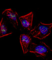 MEOX1 Antibody - Fluorescent confocal image of HeLa cell stained with Meox1 (Human N-term). HeLa cells were fixed with 4% PFA (20 min), permeabilized with Triton X-100 (0.1%, 10 min), then incubated with Meox1 primary antibody (1:25, 1 h at 37°C). For secondary antibody, Alexa Fluor 488 conjugated donkey anti-rabbit antibody (green) was used (1:400, 50 min at 37°C). Cytoplasmic actin was counterstained with Alexa Fluor 555 (red) conjugated Phalloidin (7units/ml, 1 h at 37°C). Nuclei were counterstained with DAPI (blue) (10 ug/ml, 10 min). Meox1 immunoreactivity is localized to Nucleolus significantly.