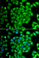 MEOX1 Antibody - Immunofluorescence analysis of A549 cells.