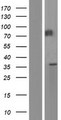 MEP1B Protein - Western validation with an anti-DDK antibody * L: Control HEK293 lysate R: Over-expression lysate