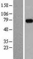 MEPCE Protein - Western validation with an anti-DDK antibody * L: Control HEK293 lysate R: Over-expression lysate