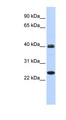 MESP1 Antibody - MESP1 antibody Western blot of 293T cell lysate. This image was taken for the unconjugated form of this product. Other forms have not been tested.