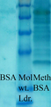 Methyl-Lysine Antibody - Western blot analysis of Methylated Lysine in BSA (Left) and Methylated BSA (Right), using a 1:1000 dilution of Methylated Lysine antibody.  This image was taken for the unconjugated form of this product. Other forms have not been tested.