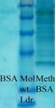 Methyl-Lysine Antibody - Western blot analysis of Methylated Lysine in BSA (left) and Methylated BSA (right).