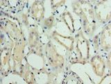METRNL Antibody - Immunohistochemistry of paraffin-embedded human kidney tissue using antibody at 1:100 dilution.  This image was taken for the unconjugated form of this product. Other forms have not been tested.