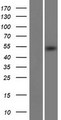 METT11D1 Protein - Western validation with an anti-DDK antibody * L: Control HEK293 lysate R: Over-expression lysate