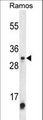 METTL1 Antibody - Western blot of METTL1 Antibody in Ramos cell line lysates (35 ug/lane). METTL1 (arrow) was detected using the purified antibody.