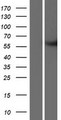 METTL2B Protein - Western validation with an anti-DDK antibody * L: Control HEK293 lysate R: Over-expression lysate