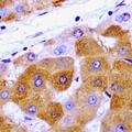 METTL7A Antibody - Immunohistochemical analysis of METTL7A staining in rat liver formalin fixed paraffin embedded tissue section. The section was pre-treated using heat mediated antigen retrieval with sodium citrate buffer (pH 6.0). The section was then incubated with the antibody at room temperature and detected using an HRP conjugated compact polymer system. DAB was used as the chromogen. The section was then counterstained with hematoxylin and mounted with DPX.