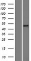 METTL8 Protein - Western validation with an anti-DDK antibody * L: Control HEK293 lysate R: Over-expression lysate