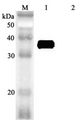 MFAP4 Antibody - Western blot analysis using anti-MFAP4 (human), pAb at 1:2000 dilution. 1: Human MFAP4 (FLAG-tagged). 2: Mouse RBP4 (FLAG-tagged) (negative control).