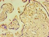 MFAP5 / MAGP2 Antibody - Immunohistochemistry of paraffin-embedded human kidney tissue using antibody at 1:100 dilution.  This image was taken for the unconjugated form of this product. Other forms have not been tested.