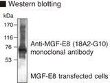 MFGE8 /Lactadherin Antibody