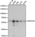 MGAT4A Antibody - Western blot analysis of extracts of various cell lines, using MGAT4A antibody at 1:1000 dilution. The secondary antibody used was an HRP Goat Anti-Rabbit IgG (H+L) at 1:10000 dilution. Lysates were loaded 25ug per lane and 3% nonfat dry milk in TBST was used for blocking. An ECL Kit was used for detection and the exposure time was 30s.