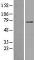 MGAT4B Protein - Western validation with an anti-DDK antibody * L: Control HEK293 lysate R: Over-expression lysate