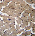 MGAT4C Antibody - MGAT4C Antibody immunohistochemistry of formalin-fixed and paraffin-embedded human skeletal muscle followed by peroxidase-conjugated secondary antibody and DAB staining.