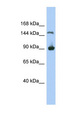 MGC50722 Antibody - MGC50722 antibody Western blot of 293T cell lysate. This image was taken for the unconjugated form of this product. Other forms have not been tested.