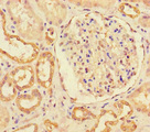 MIB1 Antibody - Immunohistochemistry of paraffin-embedded human kidney tissue using MIB1 Antibody at dilution of 1:100