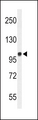 MICAL2 Antibody - Western blot of MICAL2 Antibody in WiDr cell line lysates (35 ug/lane). MICAL2 (arrow) was detected using the purified antibody.