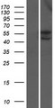 MICU3 / EFHA2 Protein - Western validation with an anti-DDK antibody * L: Control HEK293 lysate R: Over-expression lysate