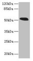 MIEF1 / SMCR7L Antibody - Western blot All lanes: MIEF1 antibody at 4µg/ml + Mouse liver tissue Secondary Goat polyclonal to rabbit IgG at 1/10000 dilution Predicted band size: 52, 16 kDa Observed band size: 52 kDa