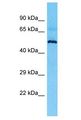 MIEF2 / SMCR7 Antibody - MIEF2 / SMCR7 antibody Western Blot of HT1080. Antibody dilution: 1 ug/ml.  This image was taken for the unconjugated form of this product. Other forms have not been tested.