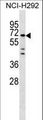 MIER3 Antibody - MIER3 Antibody western blot of NCI-H292 cell line lysates (35 ug/lane). The MIER3 Antibody detected the MIER3 protein (arrow).
