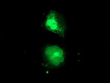 MIF4GD Antibody - Anti-MIF4GD mouse monoclonal antibody immunofluorescent staining of COS7 cells transiently transfected by pCMV6-ENTRY MIF4GD.