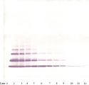 MIP2 / GRO2 / CXCL2 Antibody - Biotinylated Anti-Human GRO-ß (CXCL2) Western Blot Unreduced