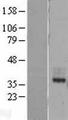 MIR16 / GDE1 Protein - Western validation with an anti-DDK antibody * L: Control HEK293 lysate R: Over-expression lysate