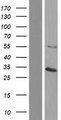 MIS18A / B28 Protein - Western validation with an anti-DDK antibody * L: Control HEK293 lysate R: Over-expression lysate