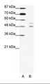 MITF Antibody - A: Marker, B: HepG2 Cell Lysate.  This image was taken for the unconjugated form of this product. Other forms have not been tested.