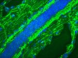 Mitotic Cells Antibody - Immunofluorescence staining of a 7 days old zebrafish embryo