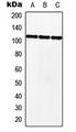 MKL2 Antibody - Western blot analysis of MKL2 expression in HEK293T (A); NIH3T3 (B); H9C2 (C) whole cell lysates.