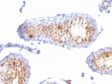 MLANA / Melan-A Antibody - IHC testing of FFPE testis tissue with MART-1 antibody cocktail.